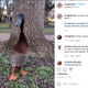 Image for article titled I Think This Tall Duck Should Be Taller, Quite Frankly